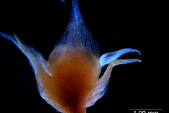 Cuscuta suksdorfii var. suksdorfii - flower