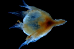 Cuscuta suksdorfii  var. suksdorfii  capsule