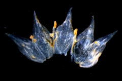 Cuscuta suksdorfii  var. suksdorfii  - corolla dissected