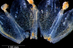 Cuscuta suksdorfii  var. suksdorfii  - corolla dissected