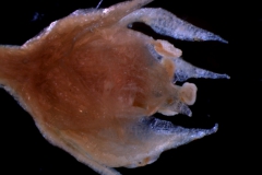 Cuscuta suksdorfii  var. suksdorfii  - flower