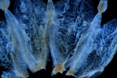 Cuscuta suksdorfii  var. suksdorfii  - infrastaminal scales detail