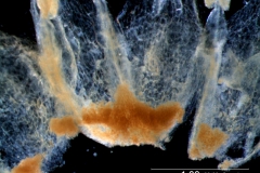 Cuscuta suksdorfii  var. suksdorfii  - infrastaminal scales detail
