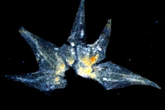 Cuscuta suksdorfii  var. suksdorfii  - calyx dissected