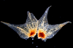 Cuscuta suksdorfii  var. suksdorfii  - calyx dissected