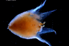 Cuscuta suksdorfii  var. suksdorfii  - corolla 3D