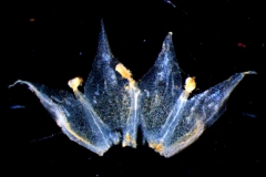 Cuscuta suksdorfii  var. suksdorfii  - corolla dissected
