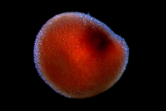 Cuscuta suksdorfii  var. suksdorfii  seed