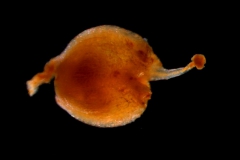 Cuscuta suksdorfii  var. suksdorfii  - gynoecium