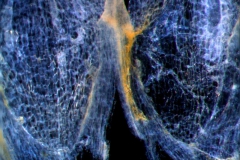 Cuscuta suksdorfii  var. suksdorfii  - infrastaminal scales detail