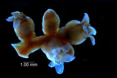 Cuscuta cassytoides - inflorescence fragment