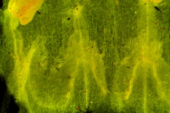 Cuscuta cassytoides - infrastaminal scales