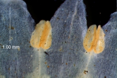 Cuscuta cassytoides - corolla lobes and stamens