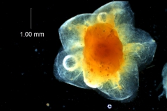 Cuscuta cassytoides - calyx, dissected