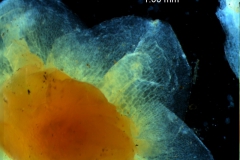 Cuscuta cassytoides - calyx lobes detail