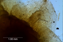 Cuscuta cassytoides - calyx lobes detail