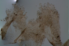 Cuscuta cassytoides - infrastaminal scales