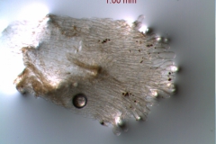 Cuscuta cassytoides - infrastaminal scales