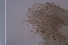 Cuscuta cassytoides - infrastaminal scales