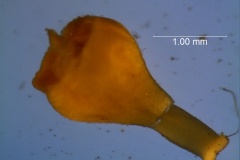 Cuscuta cassytoides -gynoecium