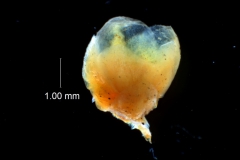 Cuscuta cassytoides - calyx