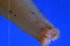 Cuscuta cassytoides - stigma