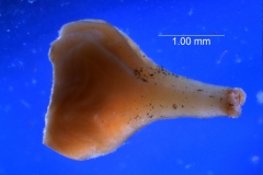 Cuscuta cassytoides -gynoecium