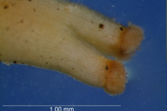 Cuscuta cassytoides - stigma