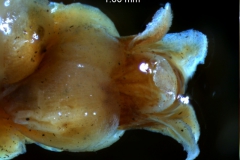 Cuscuta cassytoides - flower