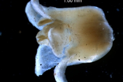 Cuscuta cassytoides - corolla, 3D