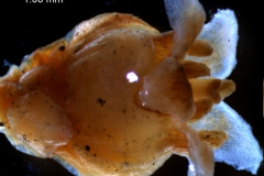 Cuscuta cassytoides - flower