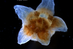 Cuscuta cassytoides - corolla, 3D