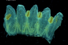 Cuscuta cassytoides - corolla, dissected