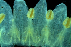 Cuscuta cassytoides - corolla, dissected