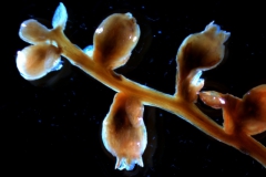 Cuscuta exaltata Engelm. - inflorescence fragment