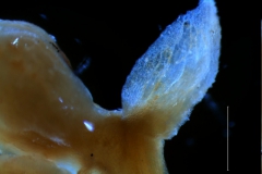 Cuscuta exaltata Engelm. - inflorescence bract