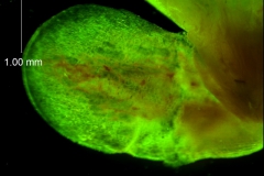 Cuscuta exaltata Engelm. - calyx lobe detail