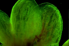 Cuscuta exaltata Engelm. - calyx lobes detail