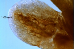 Cuscuta exaltata Engelm. - calyx lobe detail