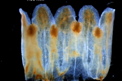 Cuscuta exaltata Engelm. - corolla, dissected