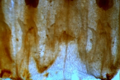 Cuscuta exaltata Engelm. - infrastaminal scales