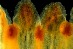 Cuscuta exaltata Engelm. - corolla lobes and stamens