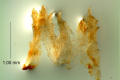 Cuscuta exaltata Engelm. - infrastaminal scales