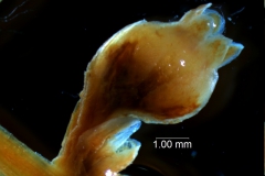 Cuscuta exaltata Engelm. - flower