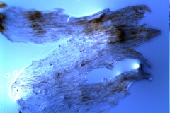 Cuscuta exaltata Engelm. - infrastaminal scale