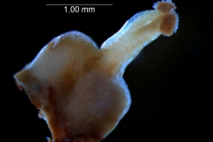 Cuscuta exaltata Engelm. - gynoecium