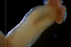 Cuscuta exaltata Engelm. - stigma