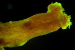 Cuscuta exaltata Engelm. - stigma