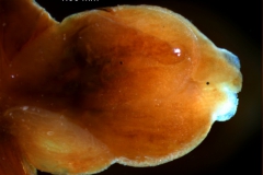 Cuscuta exaltata Engelm. - flower