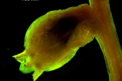 Cuscuta exaltata Engelm. - flower